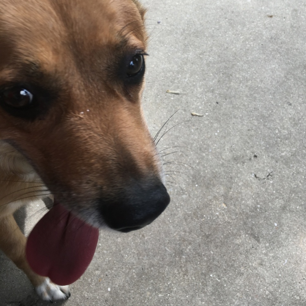 Meet your Posher, YS